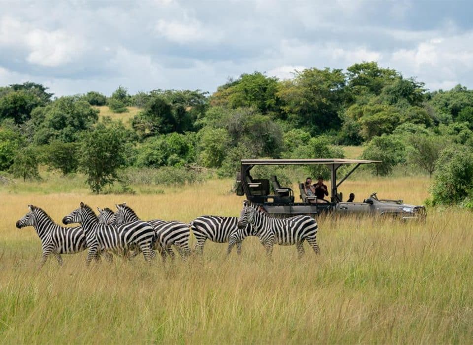 Top 10 Must-See Animals in Akagera National Park