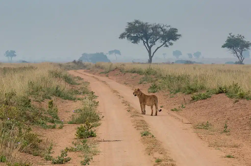 Top 10 Must-See Animals in Murchison Falls National Park