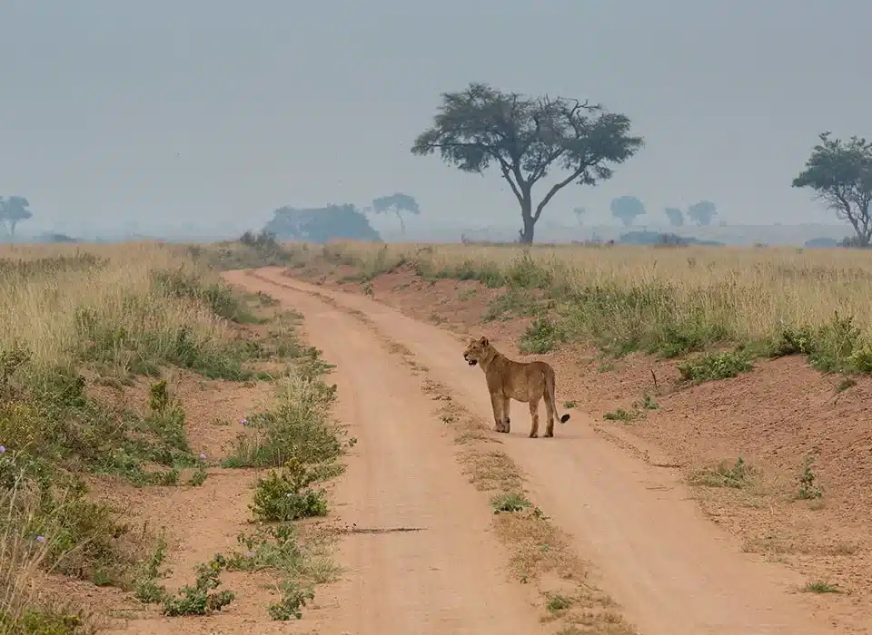 Top 10 Must-See Animals in Murchison Falls National Park