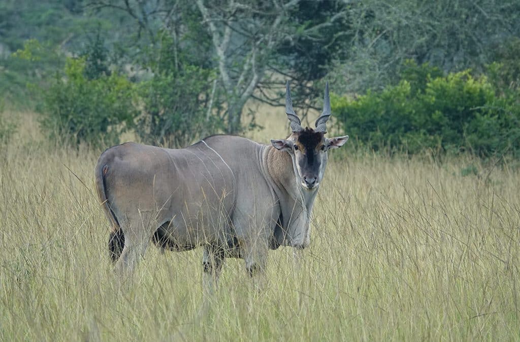 Top 5 Must-See Animals in Lake Mburo National Park