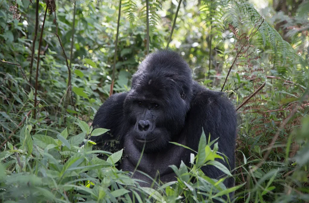 How to Combine Mgahinga Safari with Lake Kivu Beach