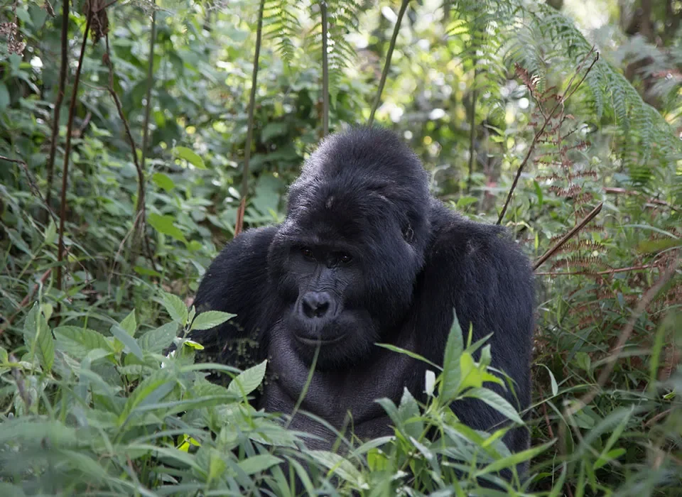 How to Combine Mgahinga Safari with Lake Kivu Beach
