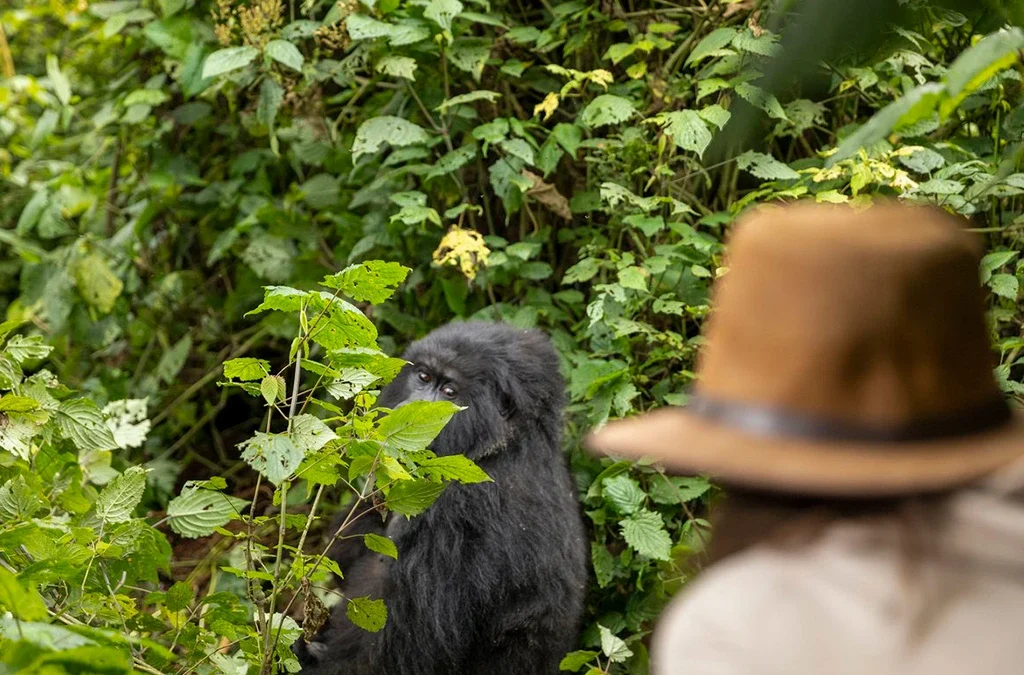 Why do a Safari in Uganda in July & August