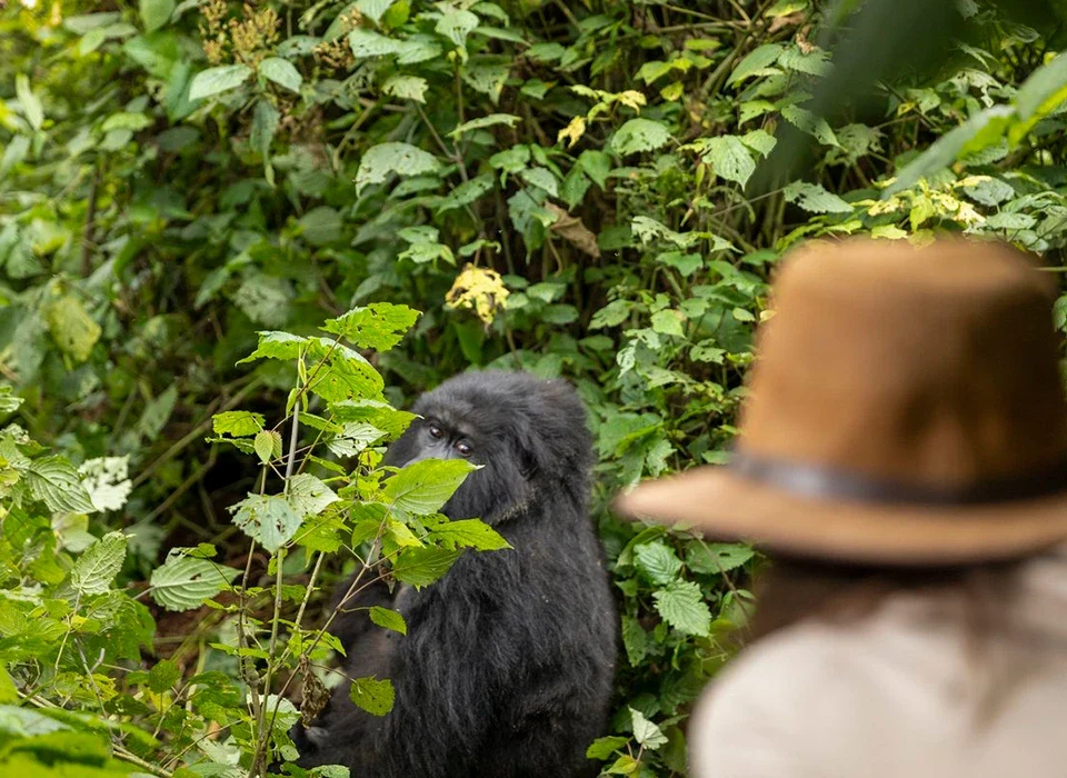 Why do a Safari in Uganda in July & August