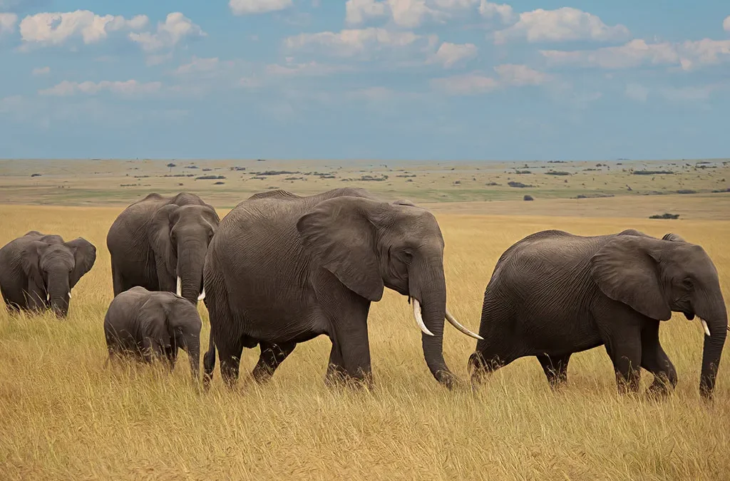 How Long Should Your Kenya Safari Be