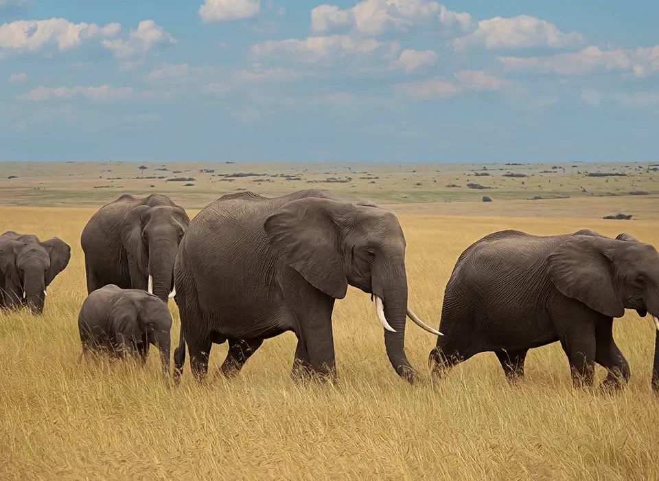 How Long Should Your Kenya Safari Be