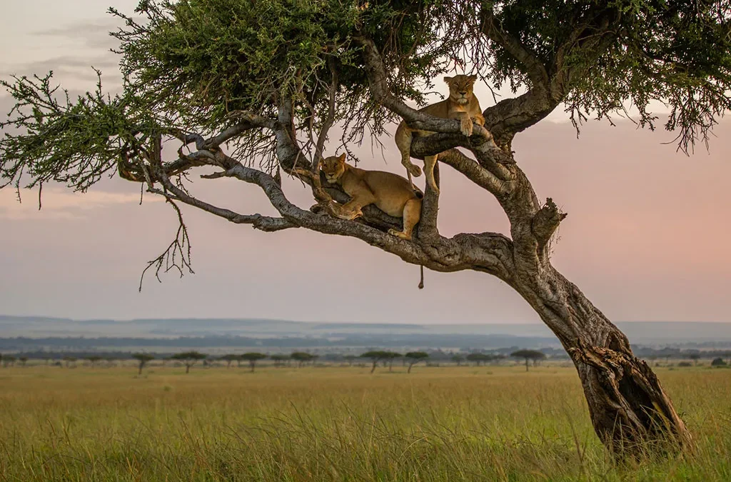 How Much Does a Kenya Safari Cost?