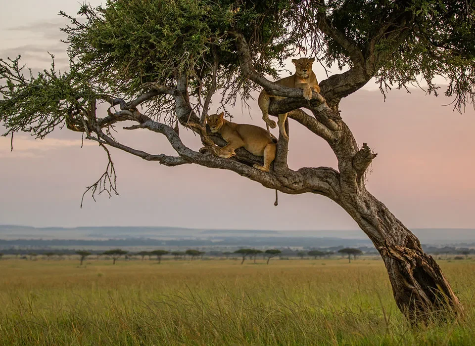 How Much Does a Kenya Safari Cost?