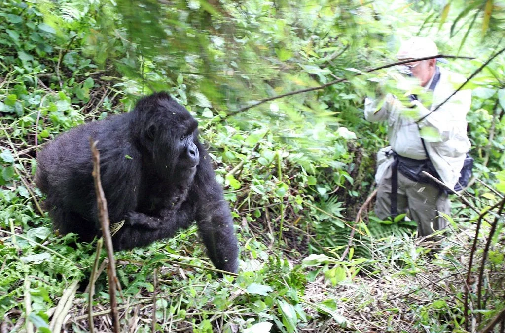 How to Book Bwindi & Mgahinga Gorillas from Kigali