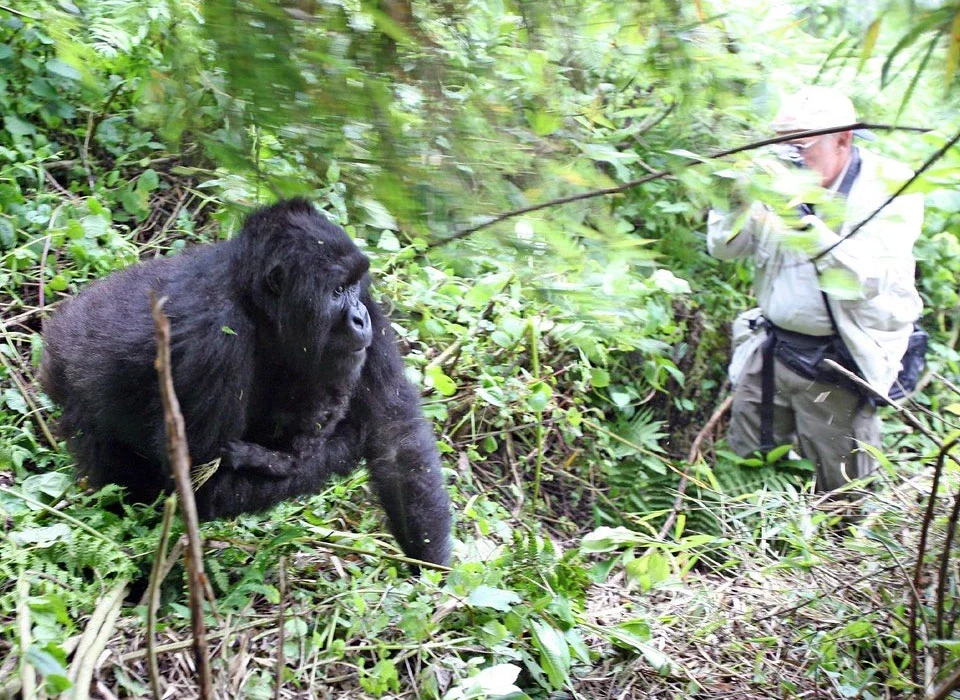 How to Book Bwindi & Mgahinga Gorillas from Kigali