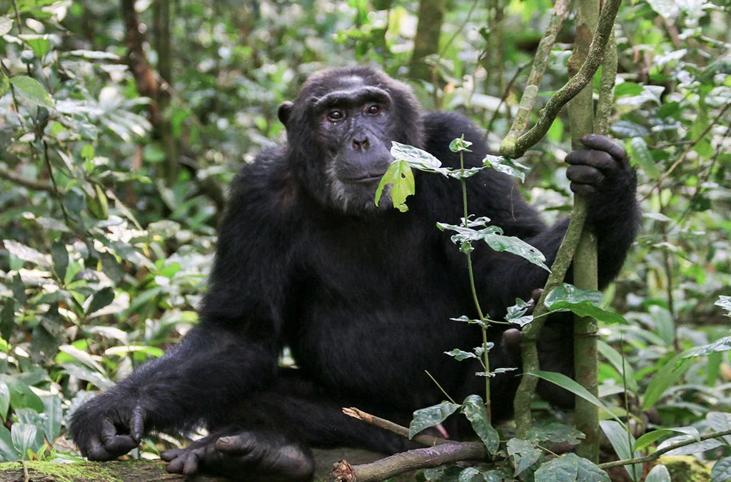 How to Book Chimp Habituation and Game Safari in Uganda