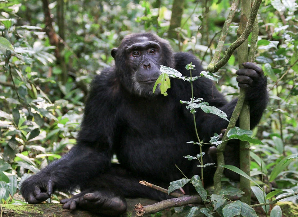 How to Book Chimp Habituation and Game Safari in Uganda
