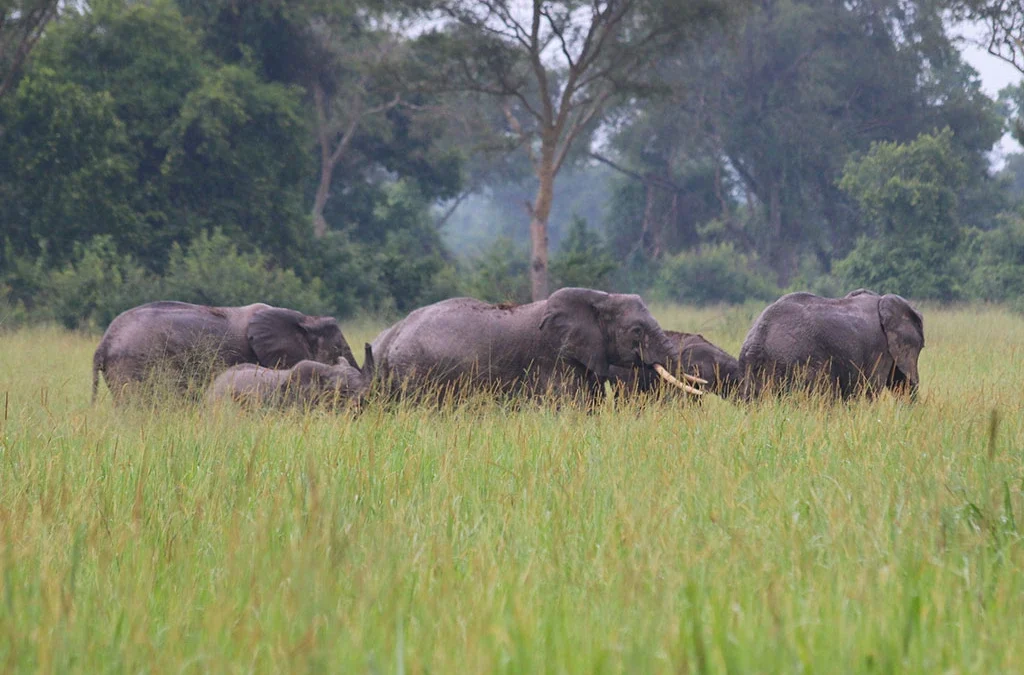 How to Book Game Drives in Murchison Falls