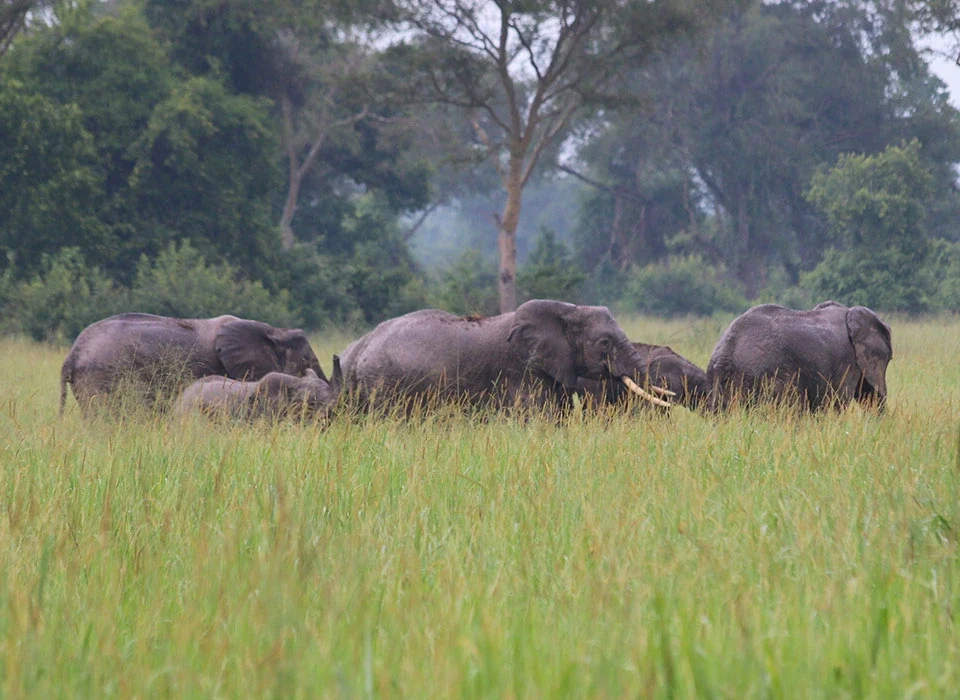 How to Book Game Drives in Murchison Falls