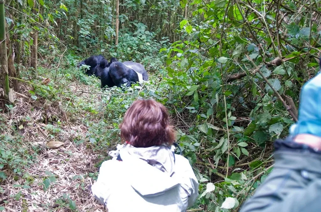 How to Book Gorilla Habituation and Game Safari in Uganda