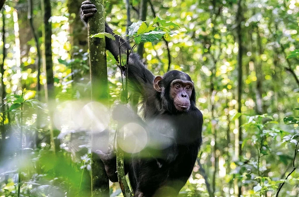 The Cost of Chimpanzee Trekking in Uganda