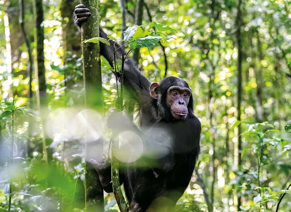 The Cost of Chimpanzee Trekking in Uganda