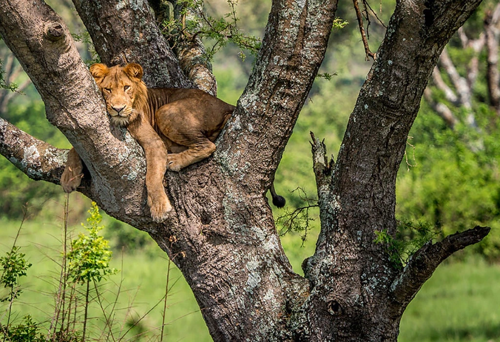 The cost of fly-in Uganda Gorillas & Game Safari