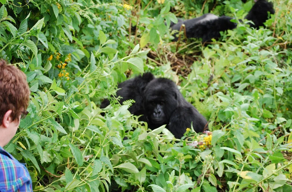 What Does a Luxury Uganda Safari Cost?