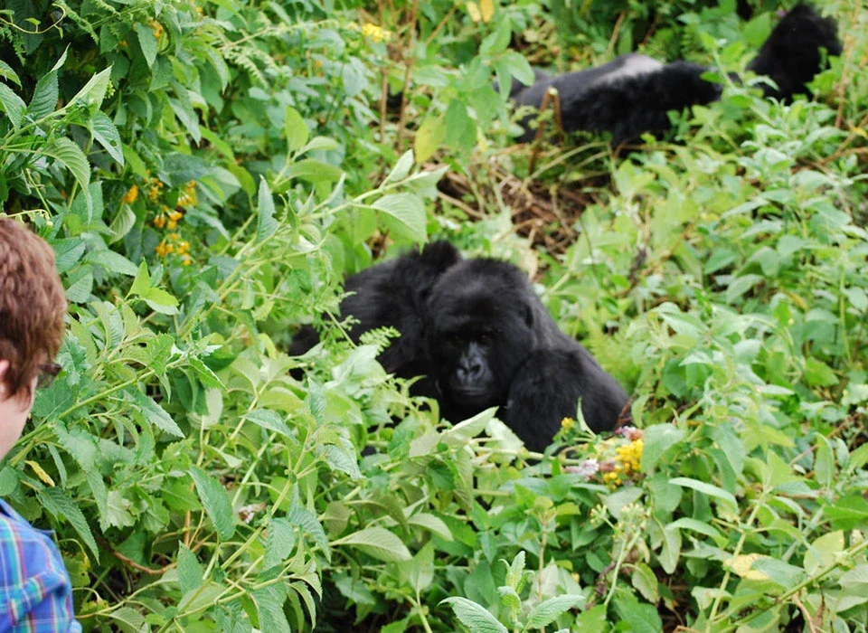 What Does a Luxury Uganda Safari Cost?