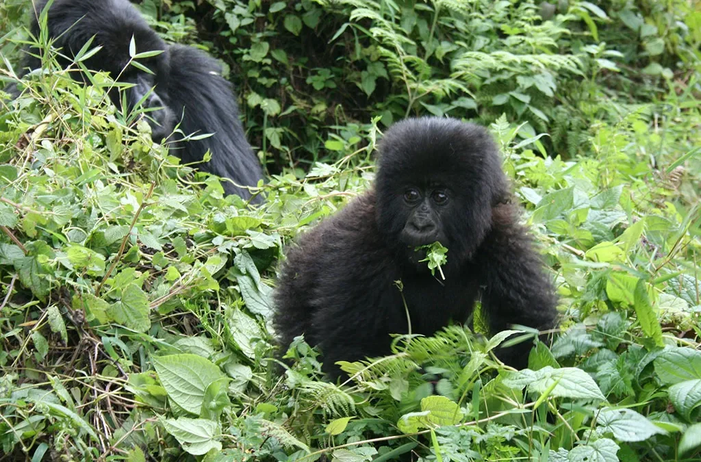 Gorilla Trekking Rules Every Visitor Must Know