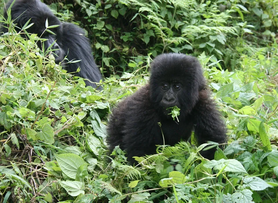 Gorilla Trekking Rules Every Visitor Must Know