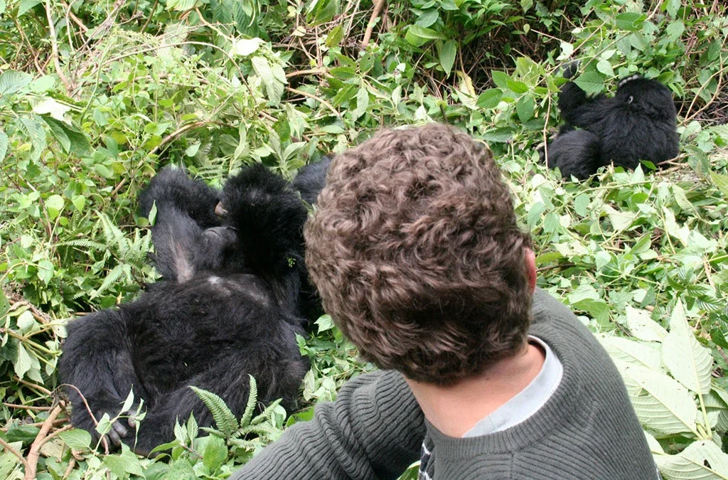 How to Book Gorilla Habituation in Bwindi