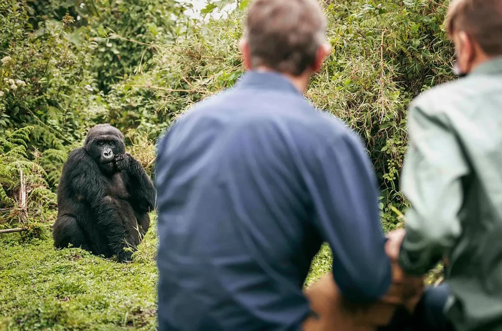 Mid-Range 5-Day Rwanda Safari