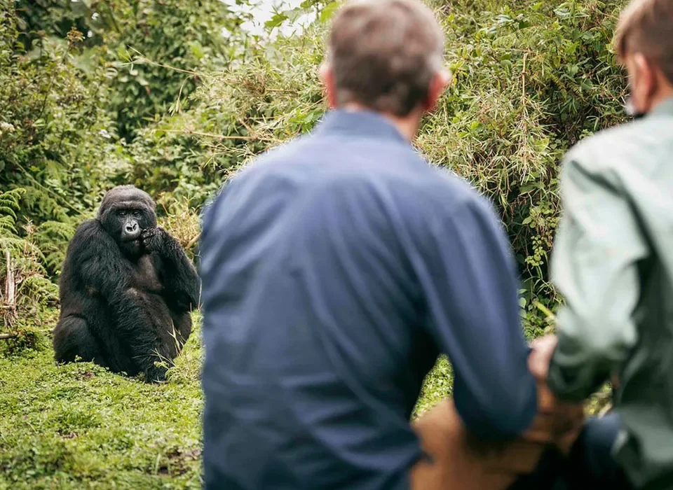 Mid-Range 5-Day Rwanda Safari