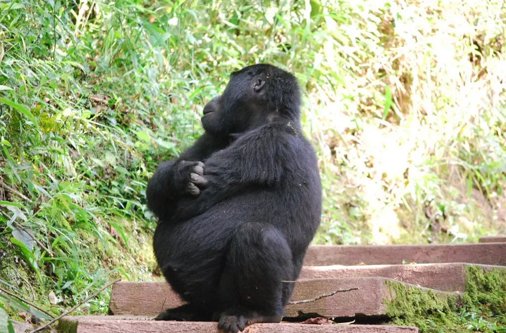 The Best Month for Gorilla Safari in Uganda