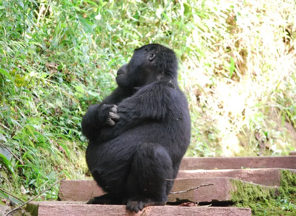 The Best Month for Gorilla Safari in Uganda