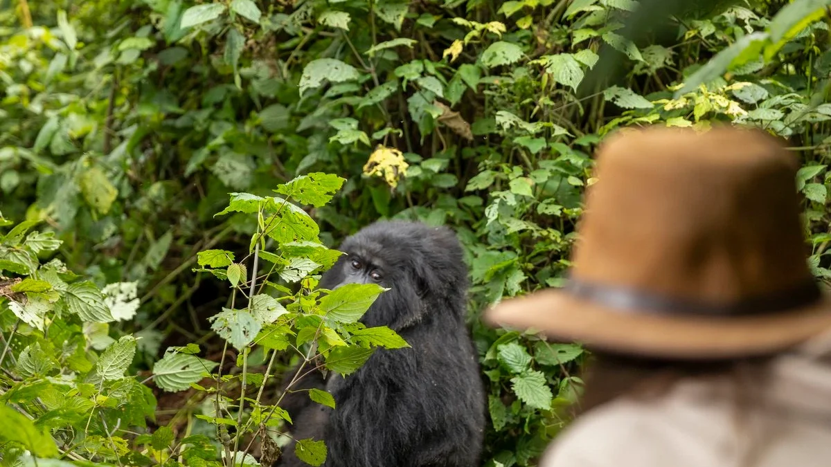 The Cost of 3-Day Gorilla Habituation in Bwindi