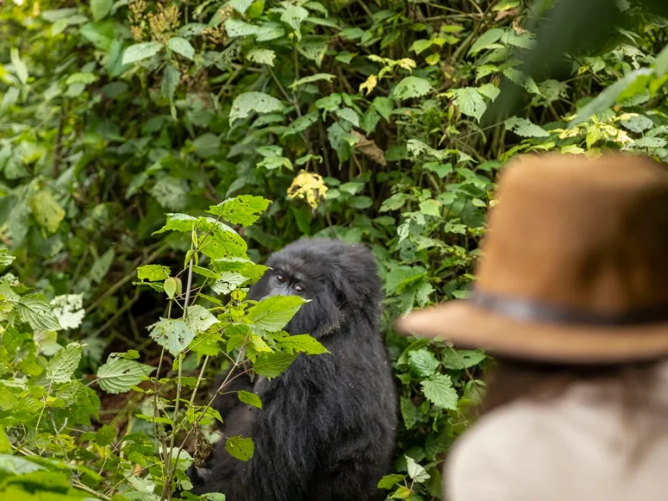 The Cost of 3-Day Gorilla Habituation in Bwindi