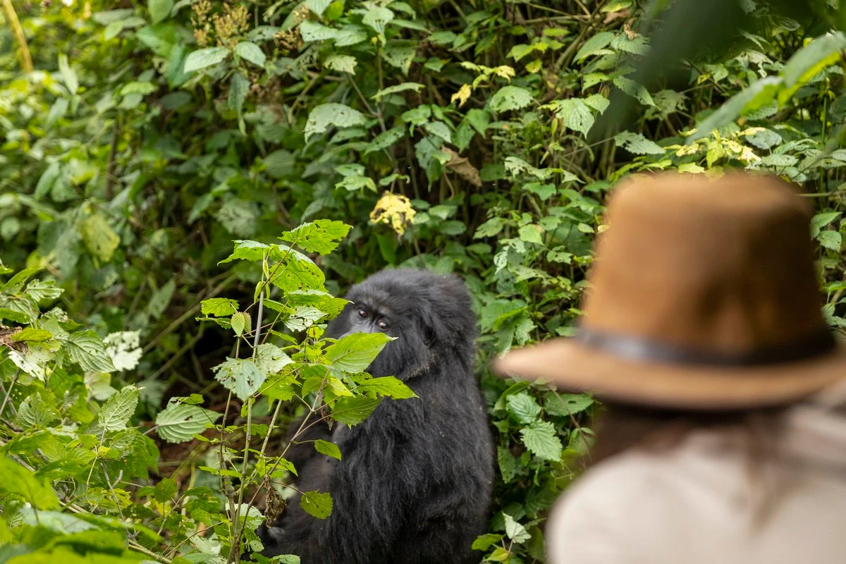 7-Day Uganda Gorilla and Game Adventure