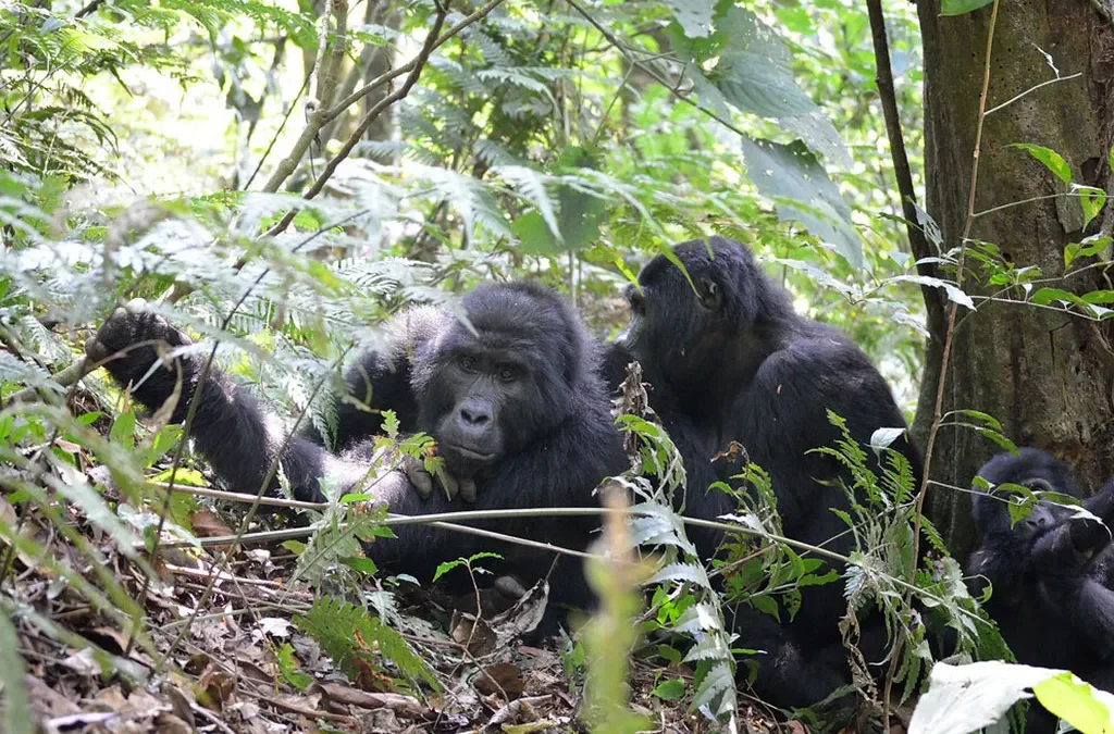 The Cost of Discounted 3-Day Gorilla Trekking in Uganda