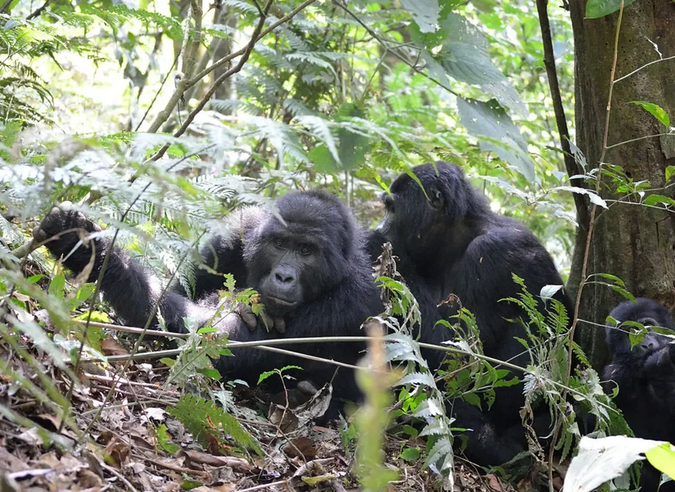 The Cost of Discounted 3-Day Gorilla Trekking in Uganda