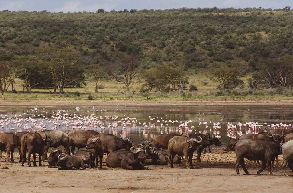 The cost of 4-Day Lake Nakuru & Masai Mara