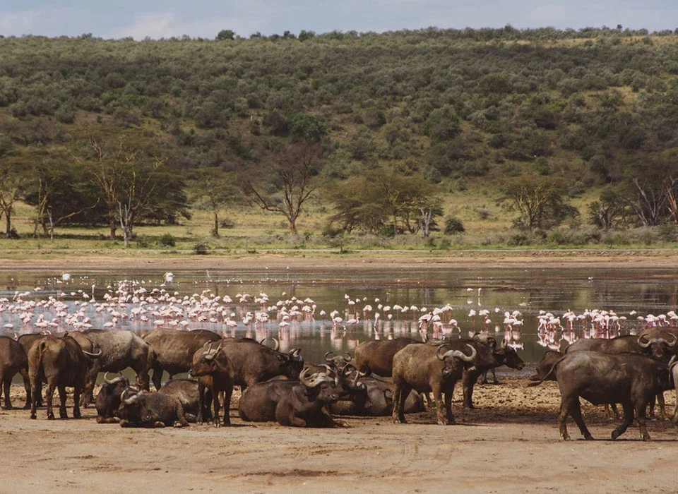 The cost of 4-Day Lake Nakuru & Masai Mara