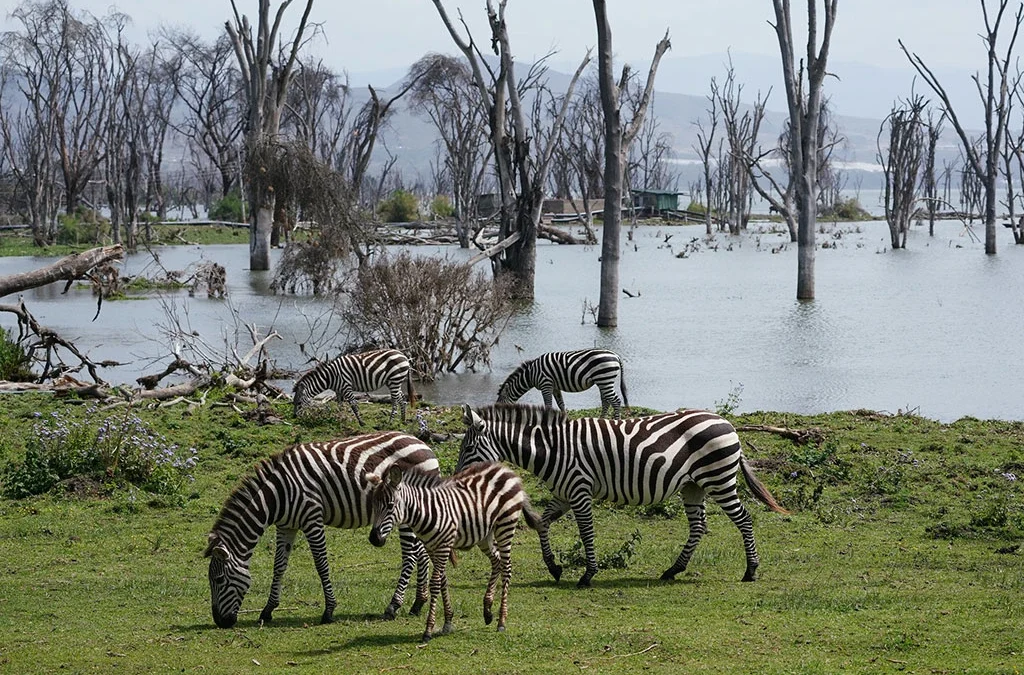 The cost of 5-Day Great Rift Valley & Maasai Mara