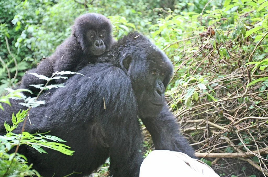 Uganda Gorilla Safari from Portugal