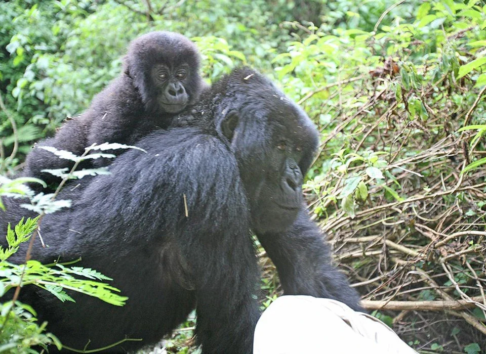 Uganda Gorilla Safari from Portugal