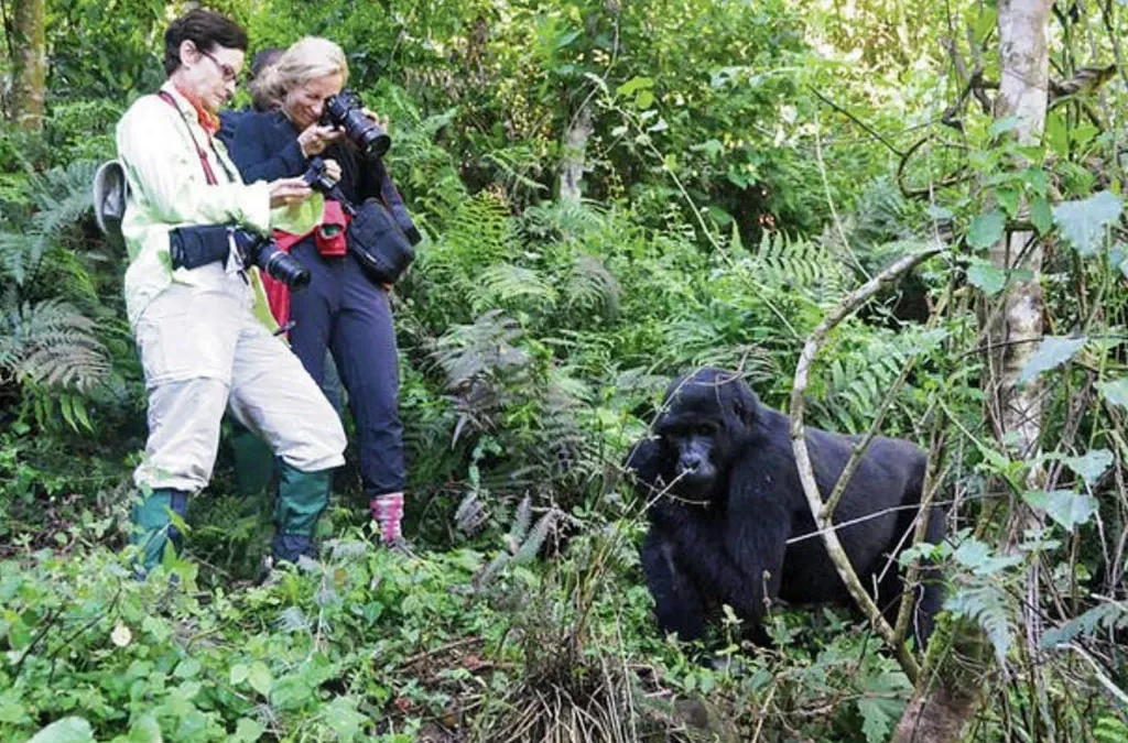 Why Trek Gorillas in Rushaga Sector of Bwindi