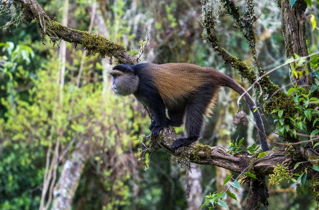 Best Add-ons to Gorilla Safari in Uganda