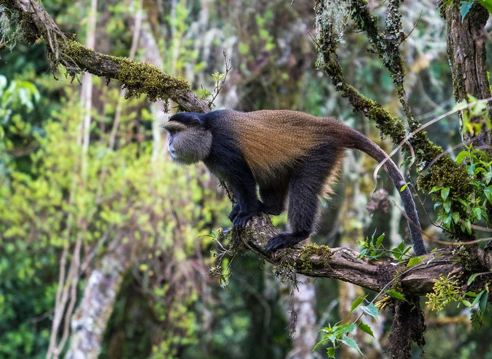 Best Add-ons to Gorilla Safari in Uganda