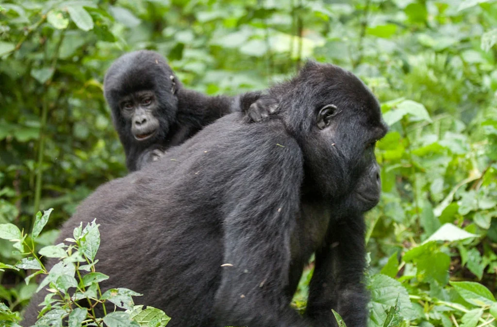 Best Countries to See Gorillas and Chimps in One Trip