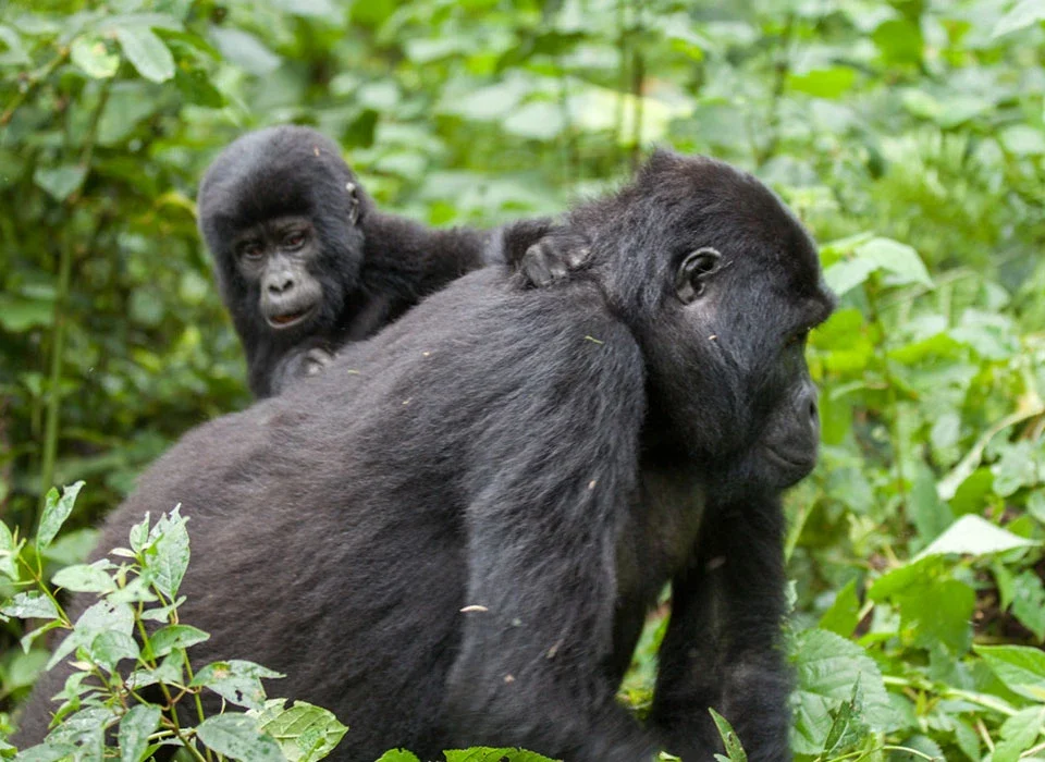Best Countries to See Gorillas and Chimps in One Trip