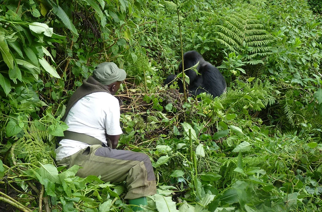 Best flights from Johannesburg to Uganda for Gorilla Safari
