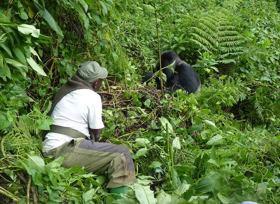 Best flights from Johannesburg to Uganda for Gorilla Safari