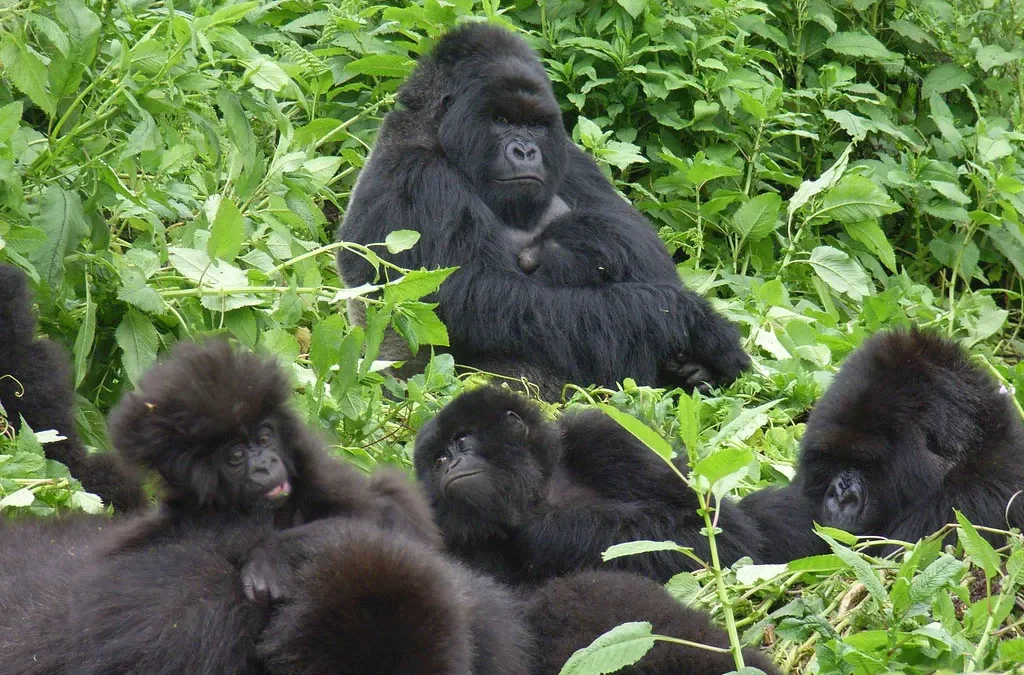 Gorilla Trekking in 2027- Guide to Rwanda vs Uganda