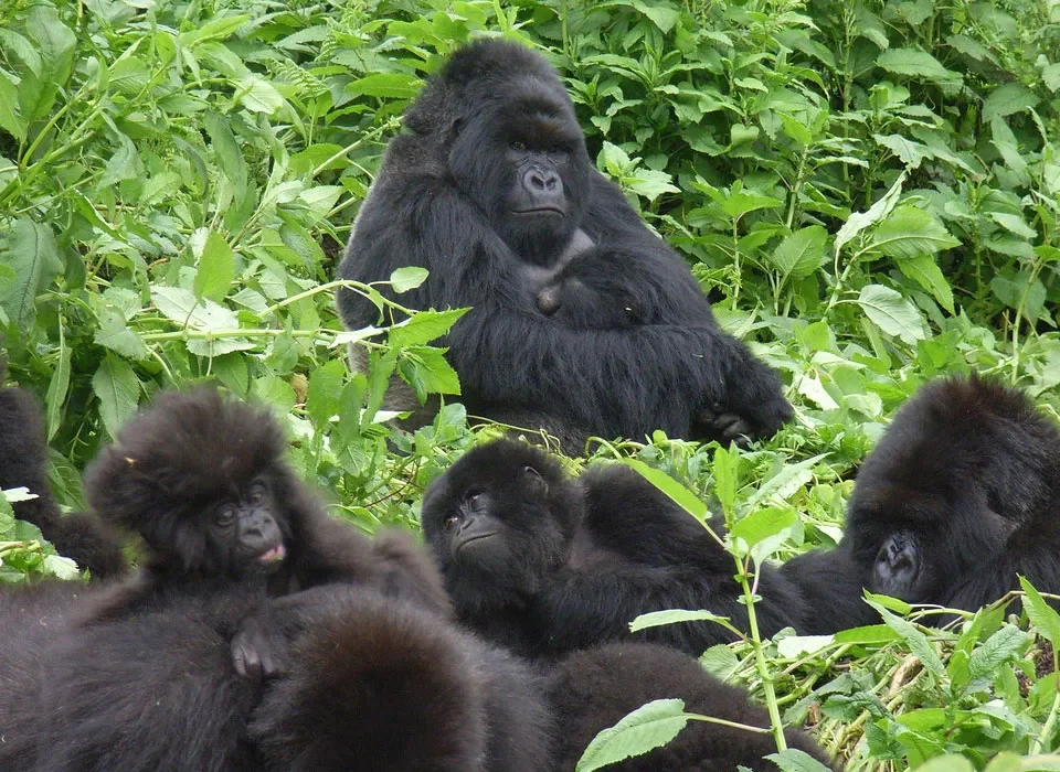 Gorilla Trekking in 2027- Guide to Rwanda vs Uganda